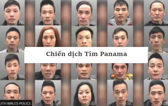 Operation Violet Panama